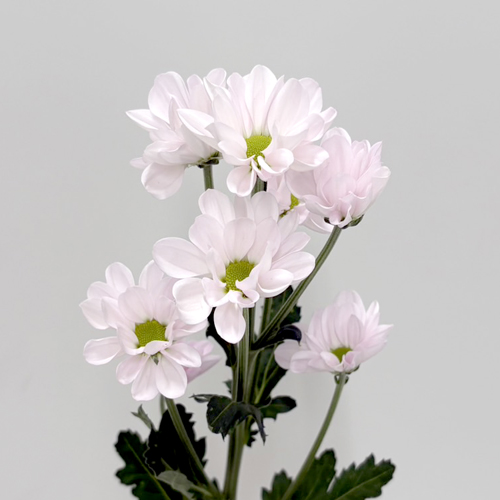 セイレウカ Sei Leuca